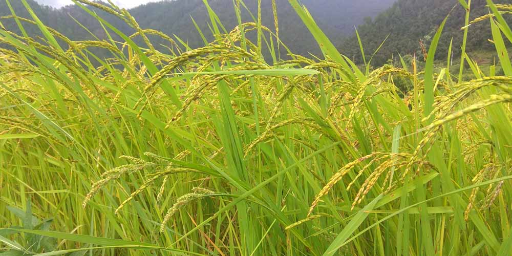 क्या हैं चावल से जुड़ी मान्यताएं व रस्में…