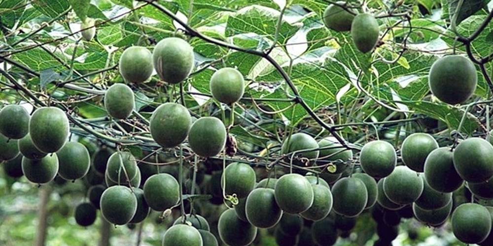 भारत में पहली बार ‘मॉन्क फल’ की खेती