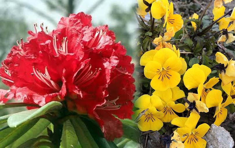 प्रकृति व संस्कृति के समन्वित उल्लास का पर्व है फूल संगरांद