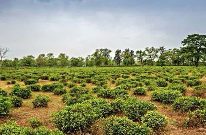 चाय बागान फर्जीवाड़ा : मामले में एक और खुलासा, साढ़े चार एकड़ का खेल!