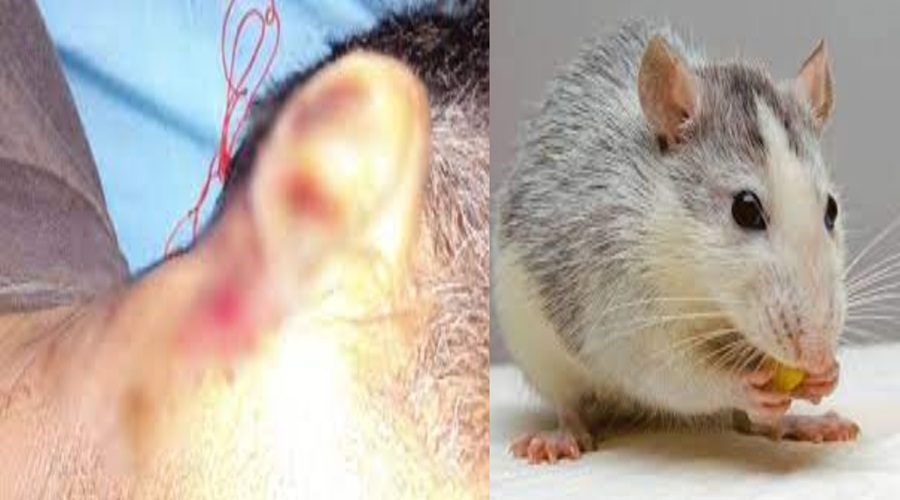 स्वास्थ्य विभाग की लापरवाही : मोर्चरी में रखे शव को चूहों ने कुतरा, परिजनों में आक्रोश
