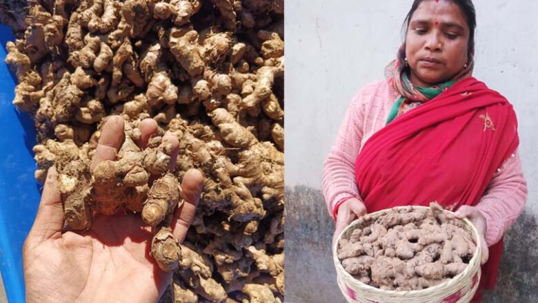 पीपलकोटी, चमोली में पहली बार इंग माखिर अदरक के परीक्षण शुरू